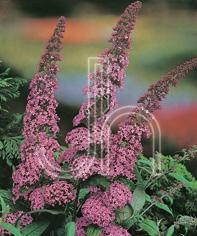 Buddleia Davidii Pink