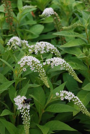 Gooseneck Plant