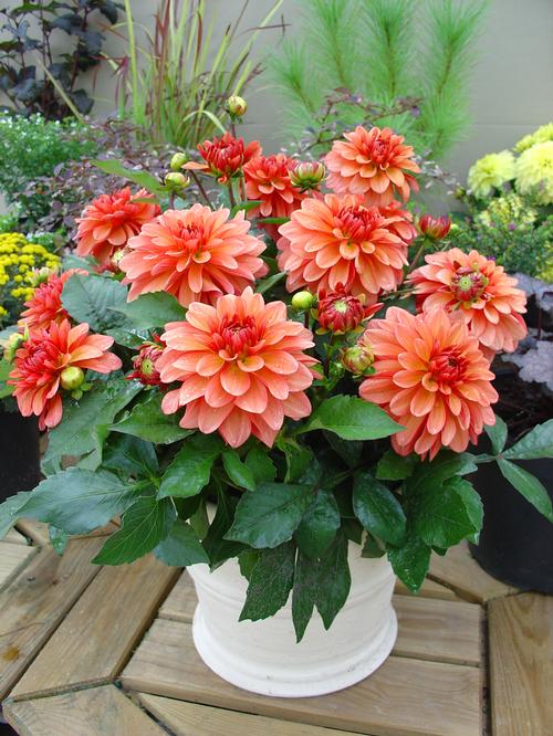 Planting dahlia tubers in pots Idea