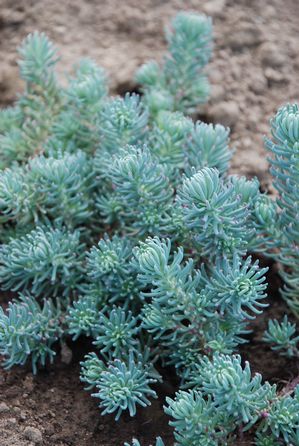 Blue Spruce Stonecrop