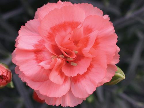 Border Carnation Dianthus Scent First Romance From Growing Colors