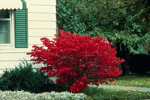 Dwarf Winged Burning Bush Euonymus Alatus Compactus From Growing Colors