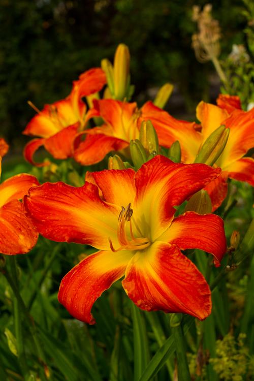 Hemerocallis 'Carrick Wildon'