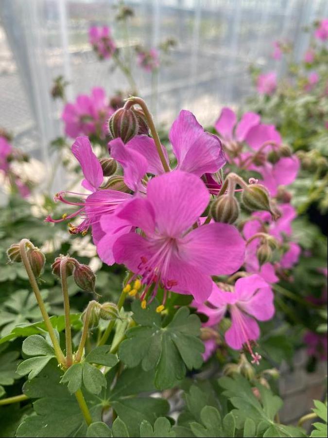 Geranium macrorrhizum 'Bevan's Variety'