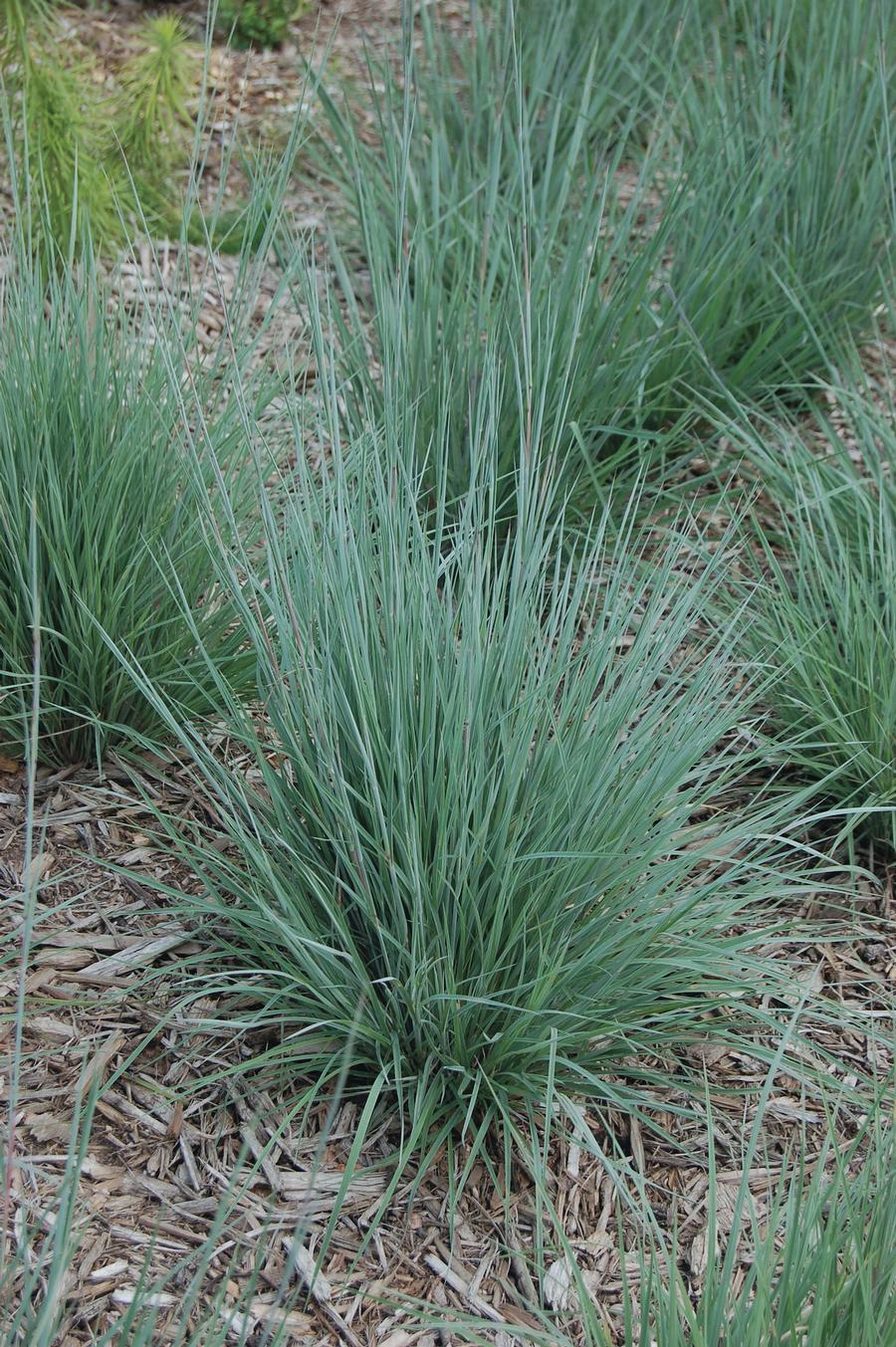 Grass Schizachyrium scoparium 