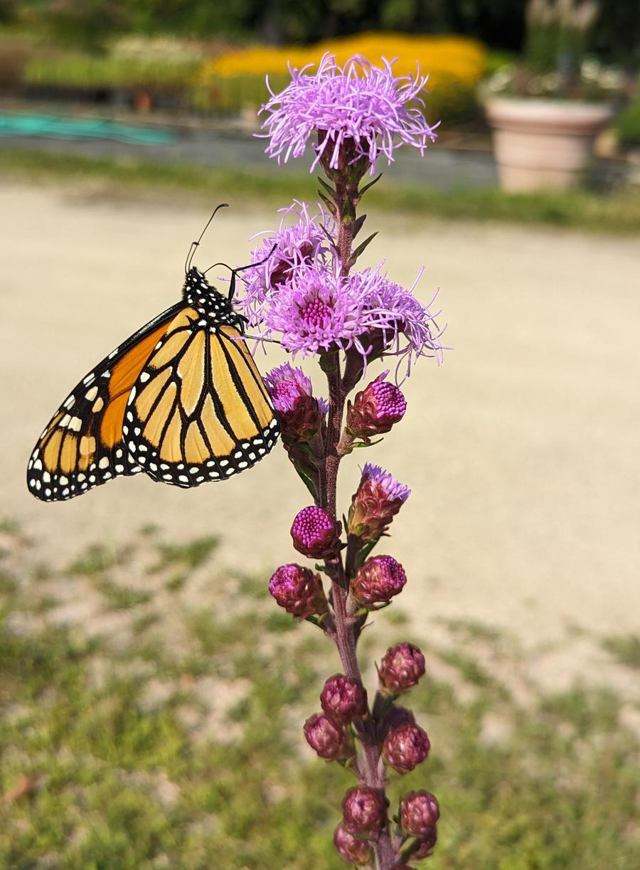 Liatris ligulistylis 