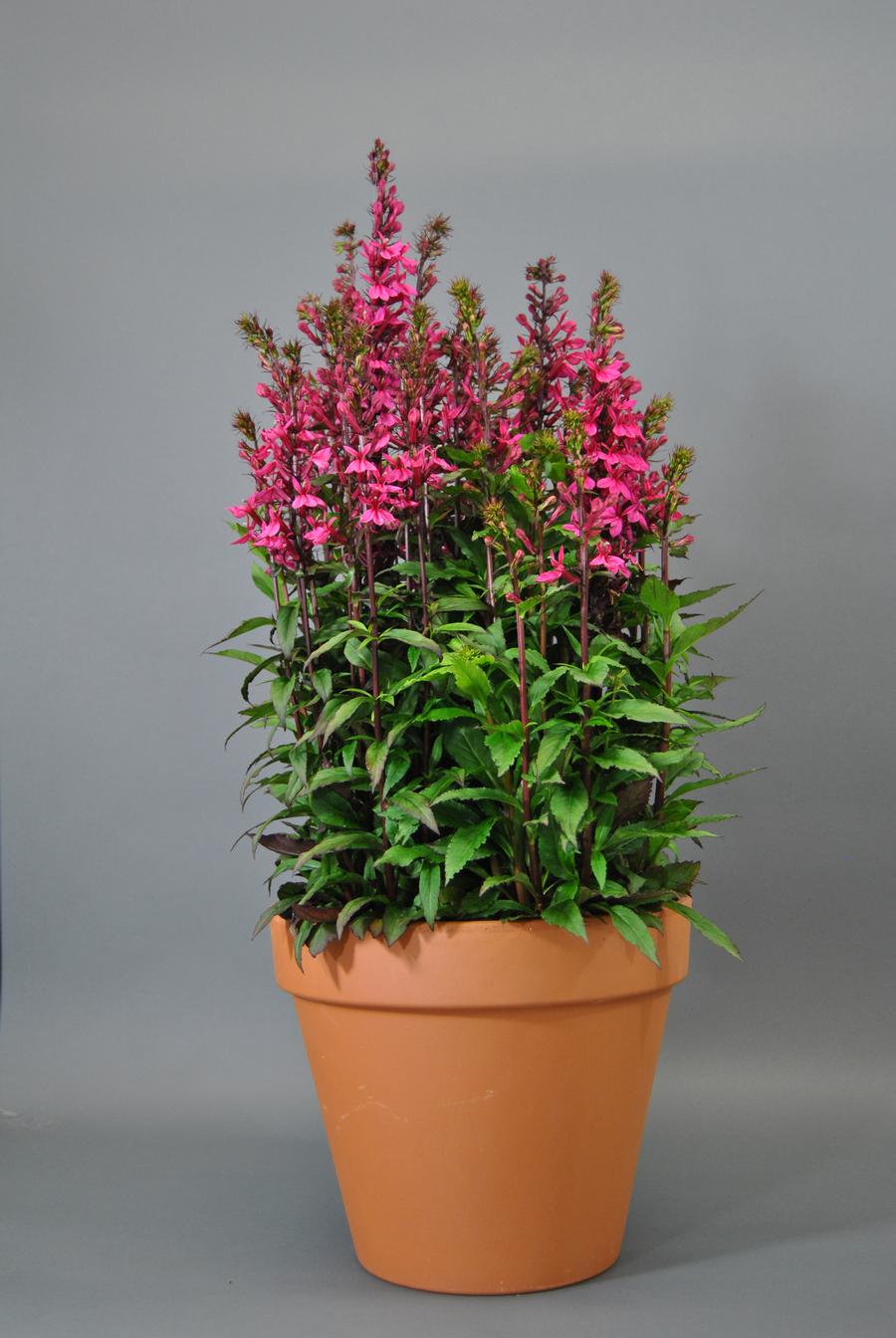 Lobelia speciosa 'STARSHIP™ Deep Rose'
