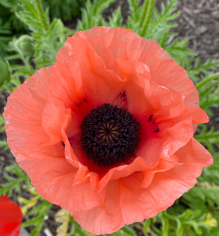 Papaver orientalis 'Aglaya'