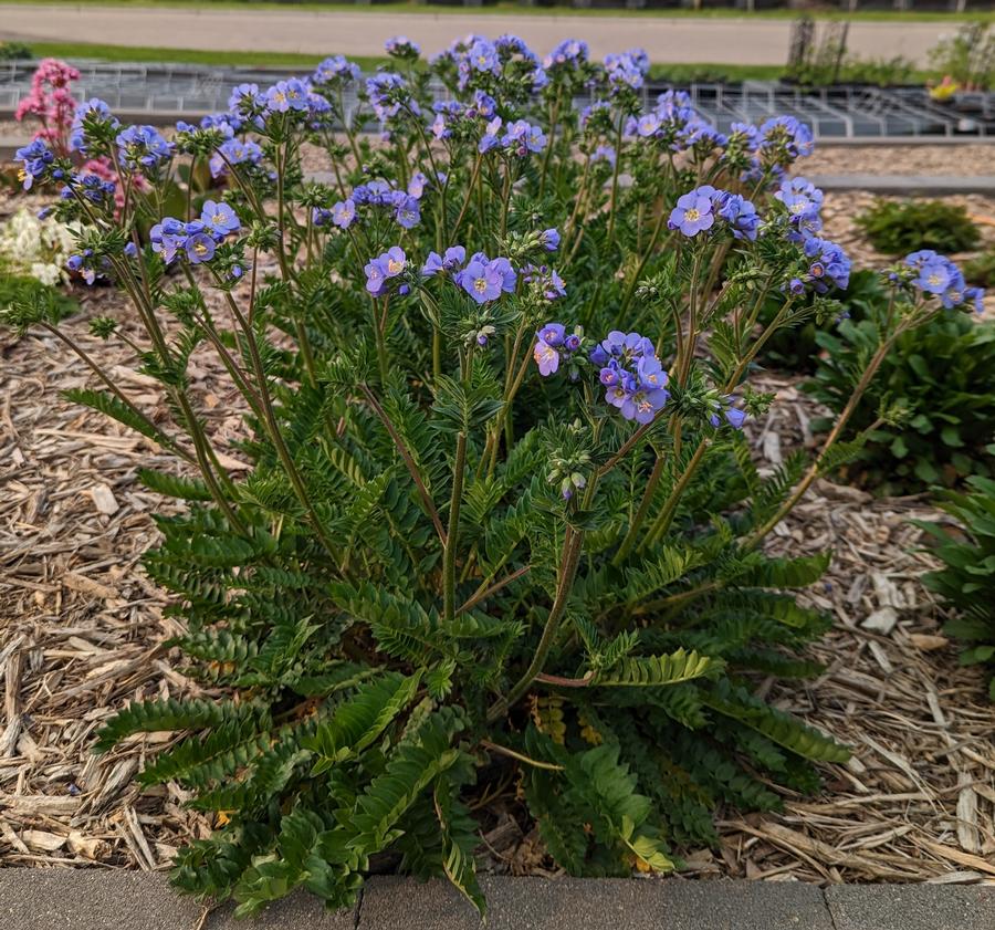 Polemonium 'Hurricane Ridge'