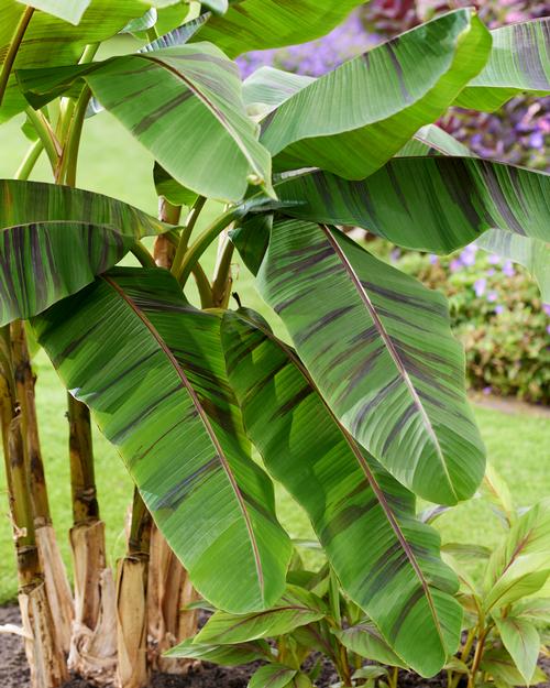 Tropical Musa sikkimensis 'Ever Red'
