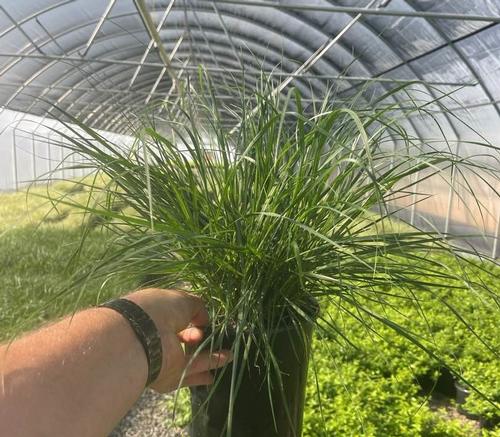 Grass Pennisetum alopecuroides 