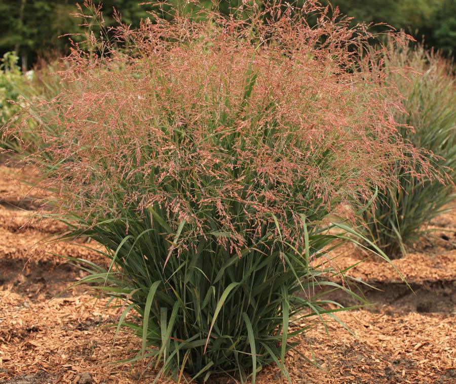 Grass Panicum virgatum 'Dream Catcher® Smoky Rose®'