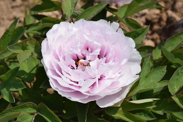 Peony Tree x suffruticosa 'Colorful Painting (Lavender)'