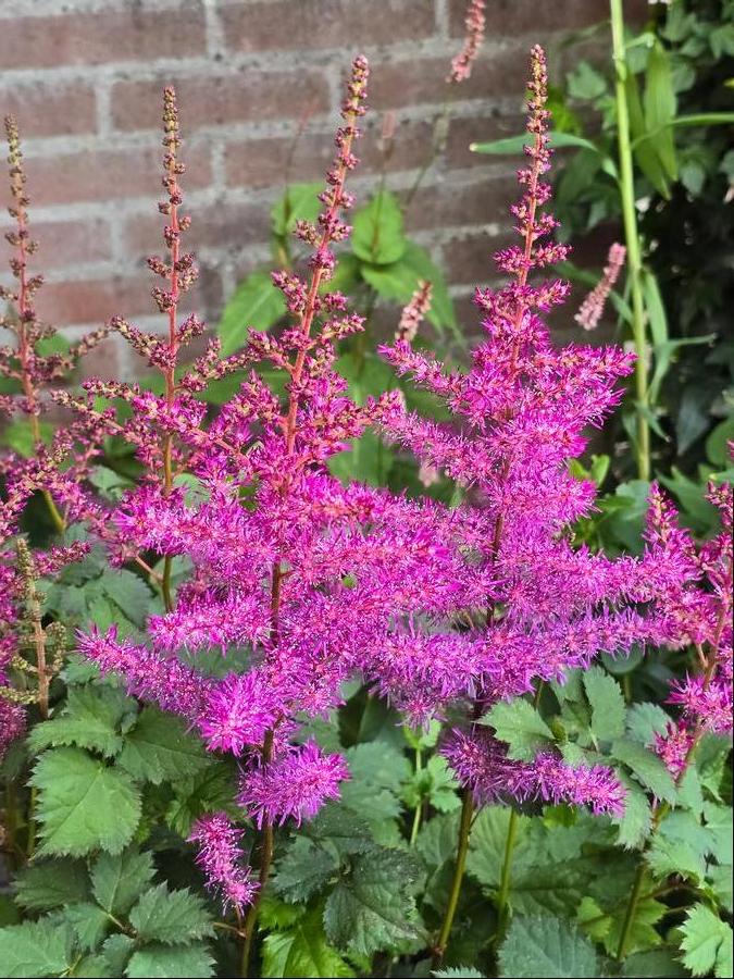 Astilbe chinensis 'Mighty™ Max'