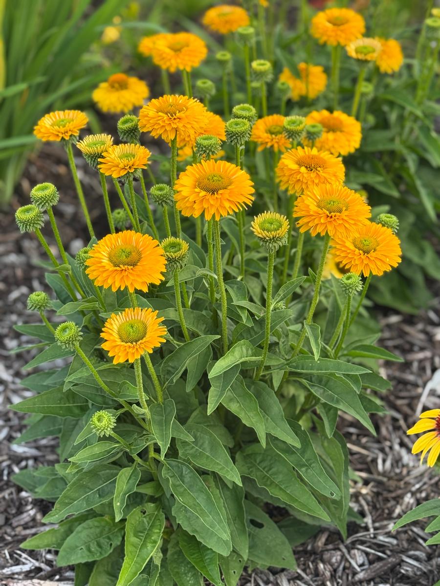 Echinacea 'SunSeekers Golden Sun'