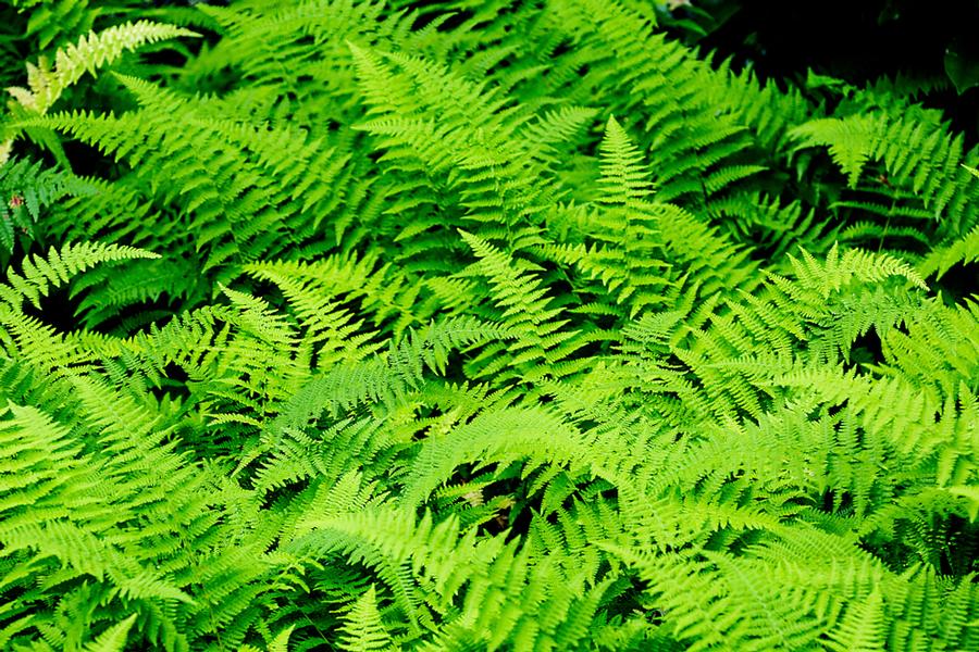 Fern Dennstaedtia punctilobula 