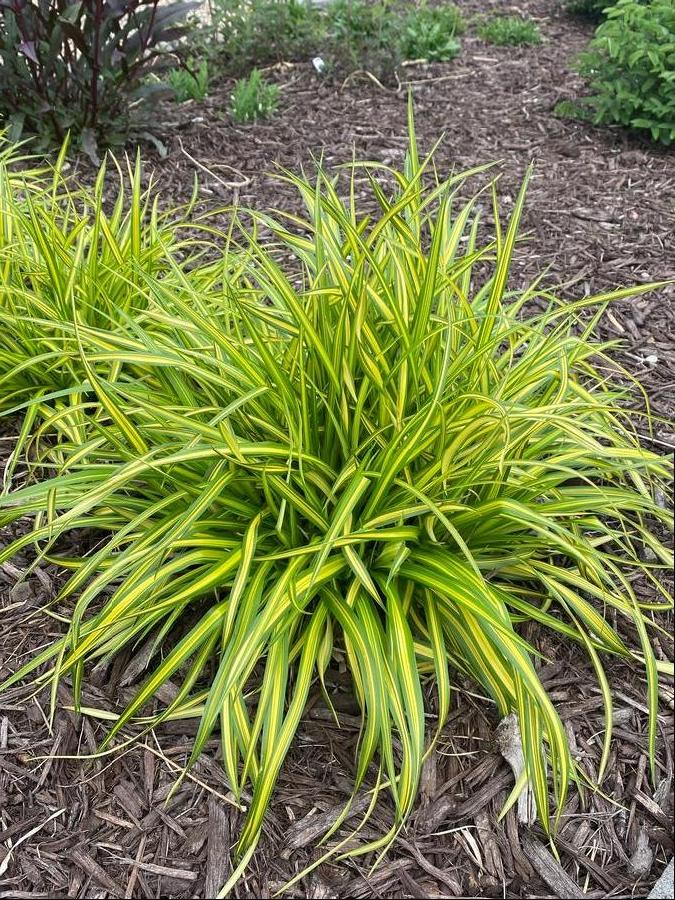 Grass Scirpus pendula 'Stars and Stripes'