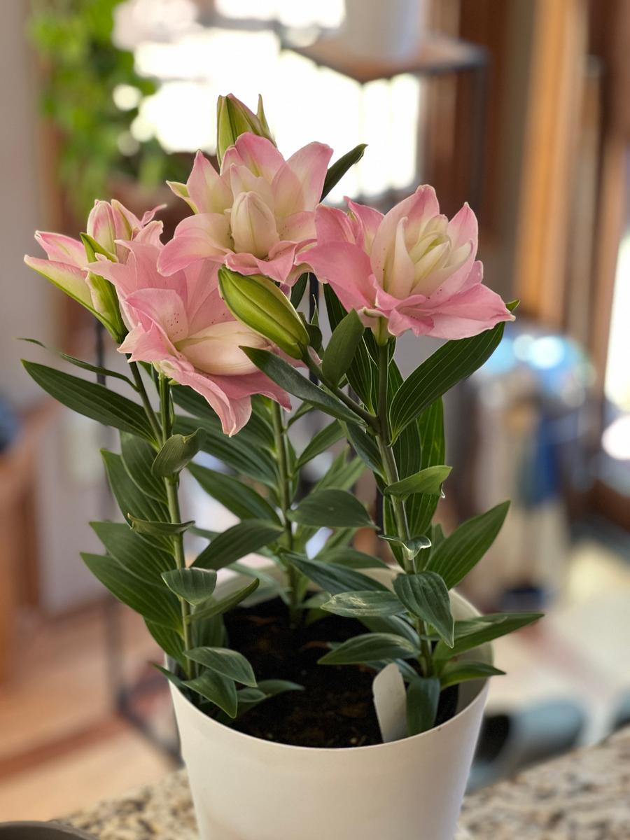 Lilium - Oriental Pot Lily Looks™ 'Sunny Double Duty'
