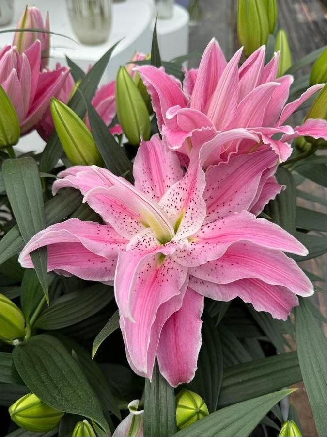 Lilium - Oriental Lily Double Flowering 'Roselily™ Azra'
