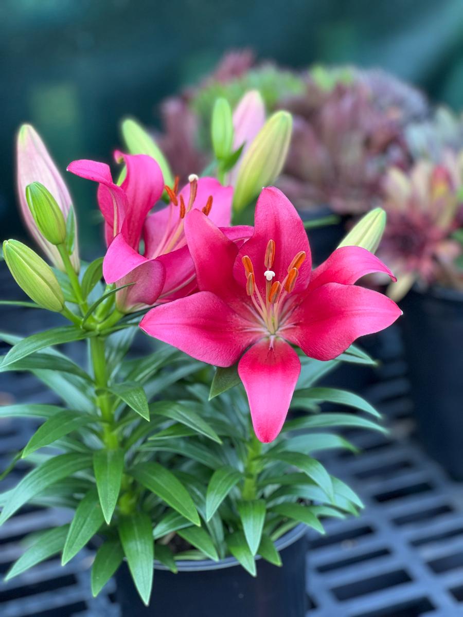 Lilium - LA Hybrid Lily 'Summer Blush®:'