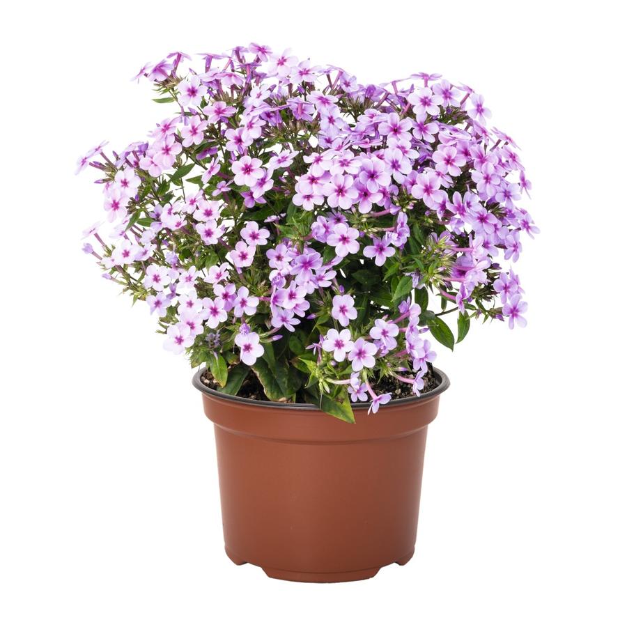 Phlox Dwarf Garden paniculata 'Early® Lavender Pop'