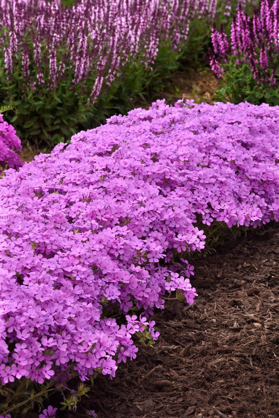 Phlox Woodland hybrida 'Candy Cloud™ Pink'