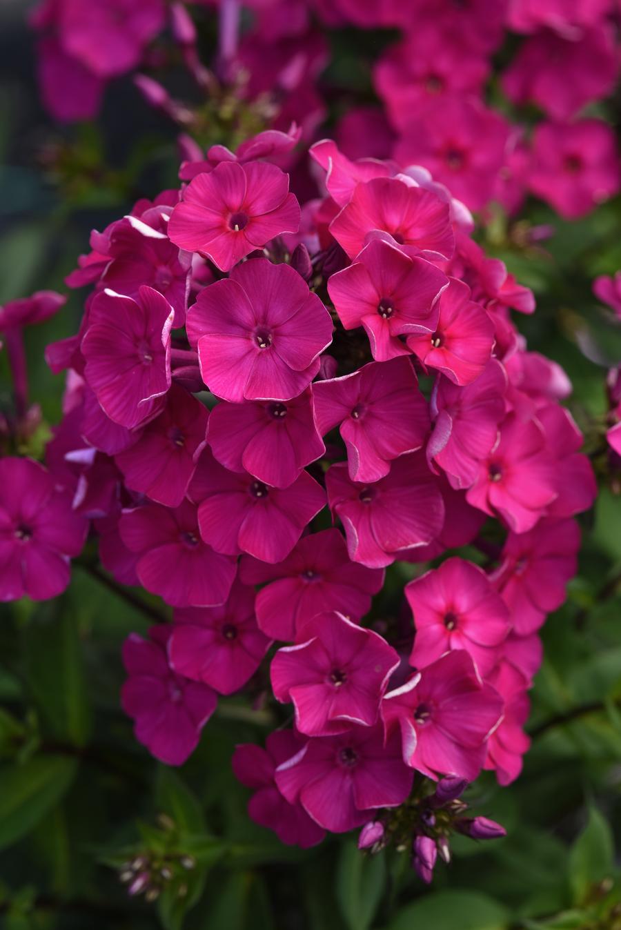Phlox Medium Garden paniculata 'Super Ka-Pow™ Fuchsia'