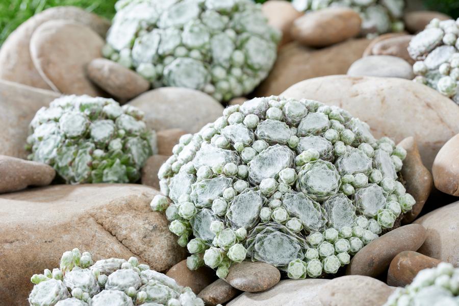 Sempervivum 'Colorockz® Arctic White'