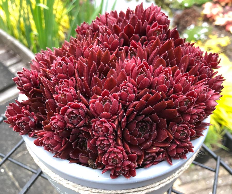 Sempervivum 'Colorockz® Coral Red'