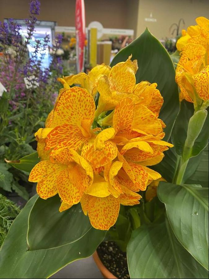 Tropical Canna 'Cannova® Gold Leopard'