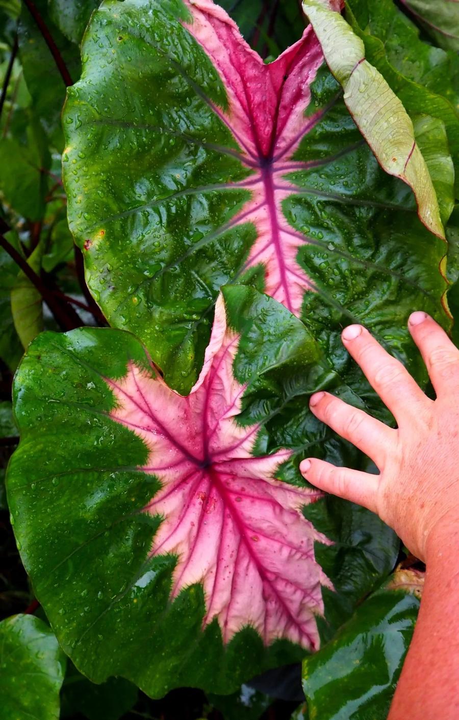 Tropical Elephant Ears - Colocasia 'Cleopatra's Kiss'