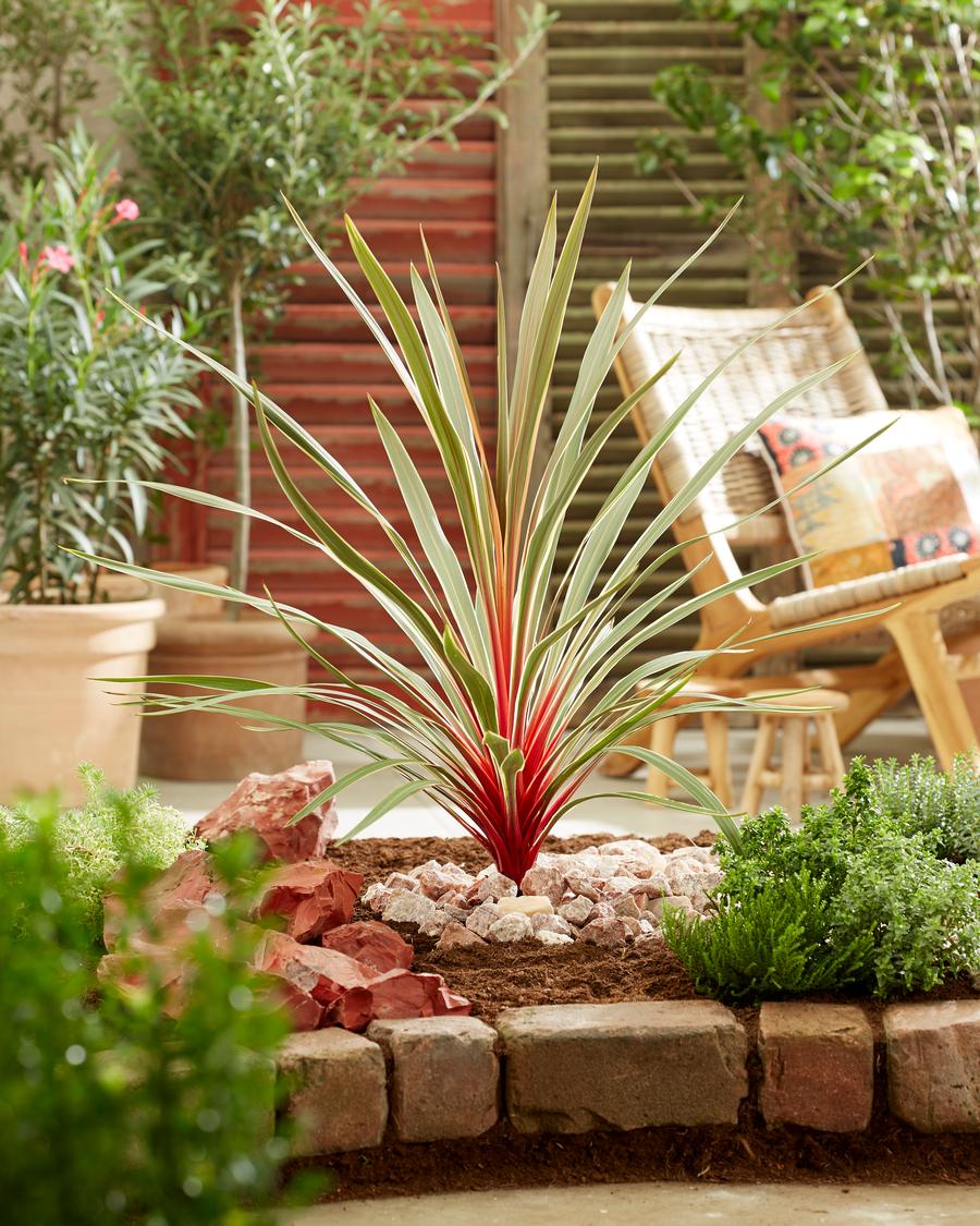 Tropical Cordyline 'Magic Star'