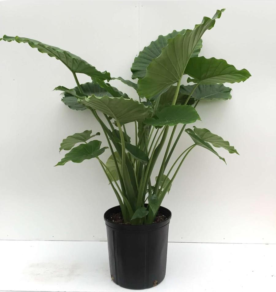 Tropical Elephant Ears - Alocasia odora California 