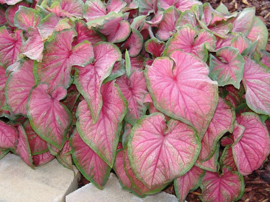 Tropical Caladium 'Best Strap Leaf Pink'