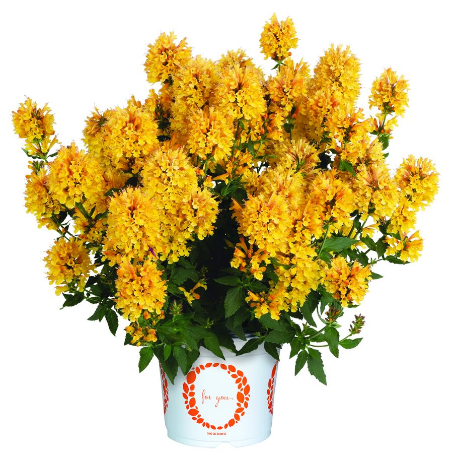 Agastache hybrida 'Honeysticks Gold'
