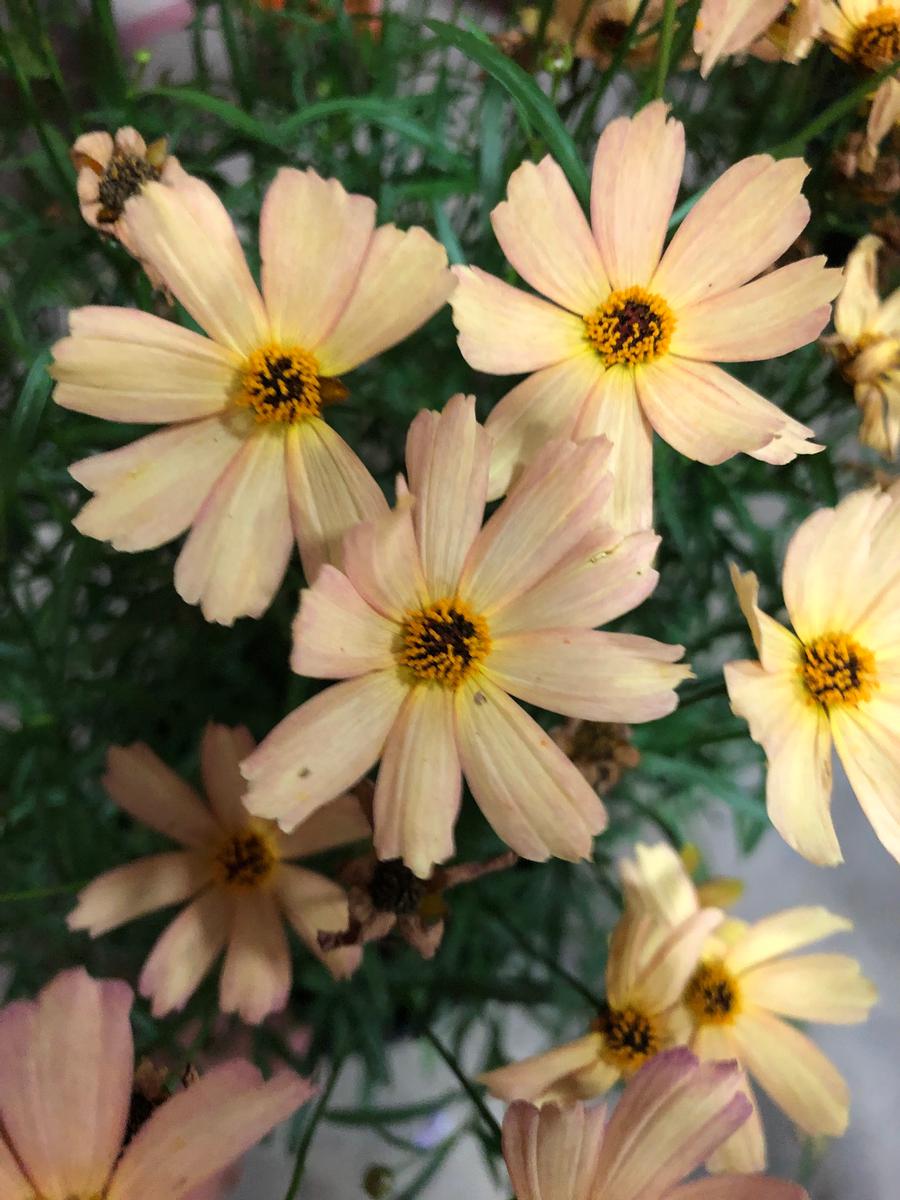 Coreopsis 'Fall Sensation™ Sandstone'
