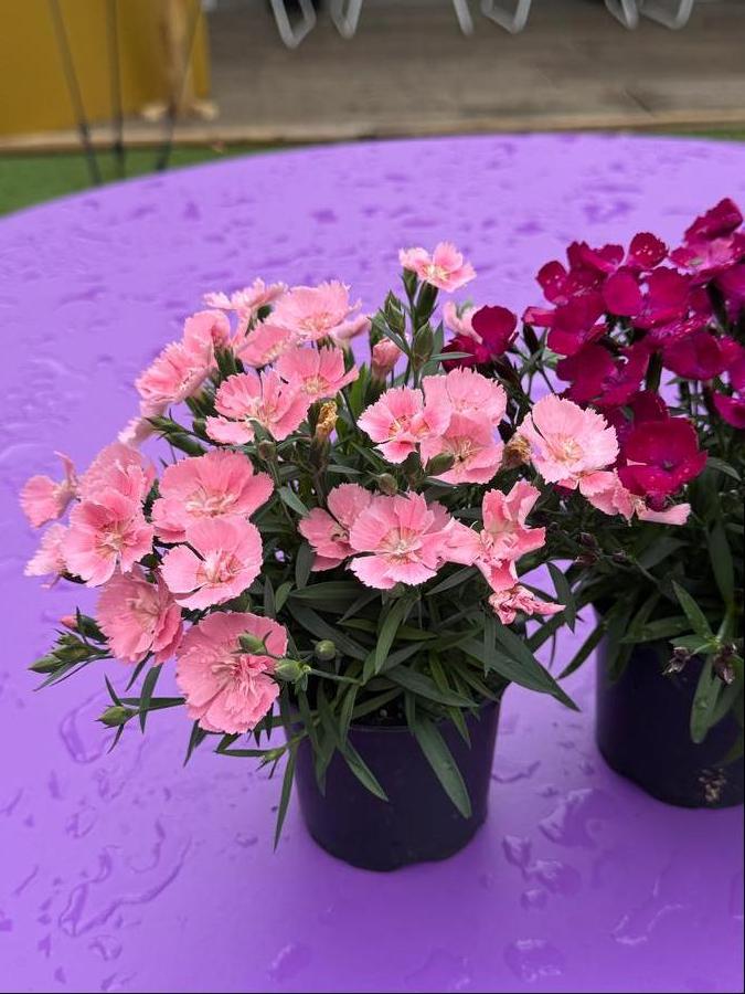 Dianthus 'Beauties® Freya'