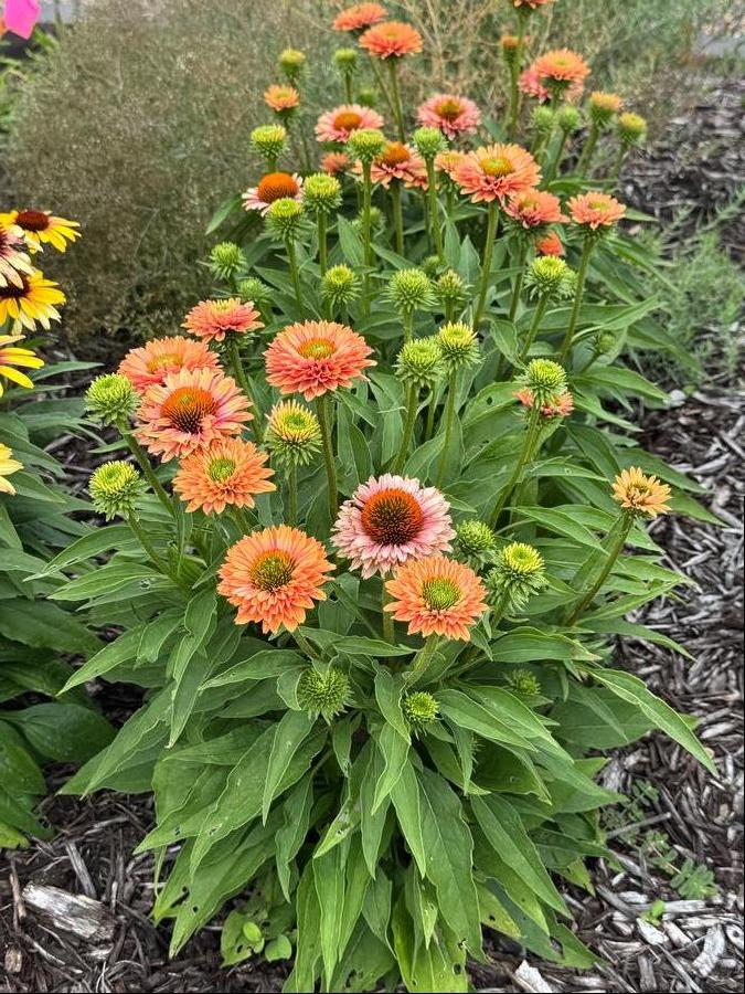 Echinacea 'SunSeekers Pumpkin Pie'