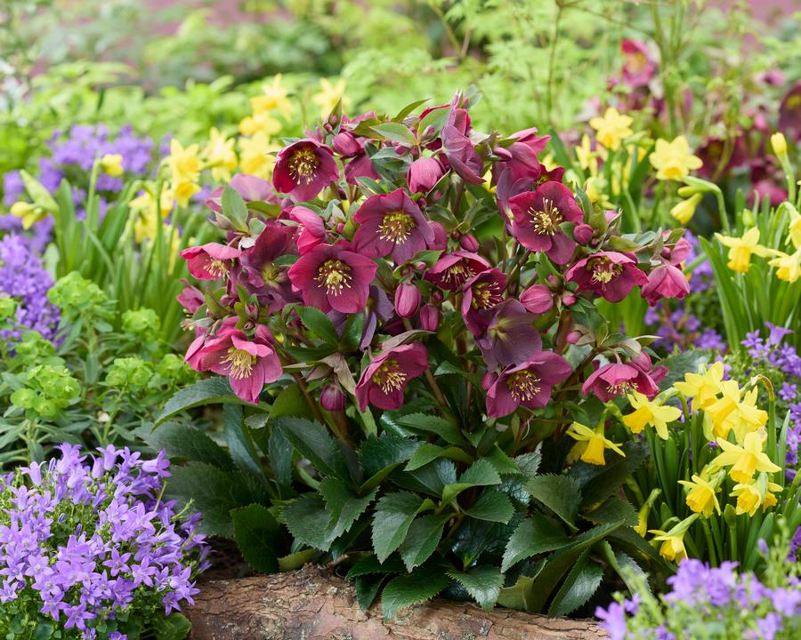 Helleborus 'Spring Sparkle Red'