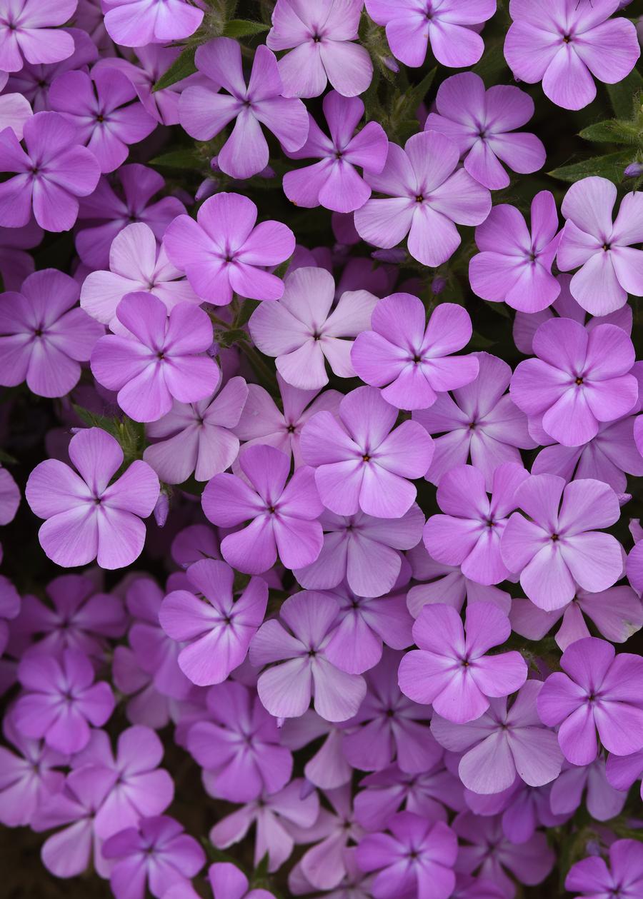 Phlox Woodland hybrida 'Candy Cloud™ Lavender'