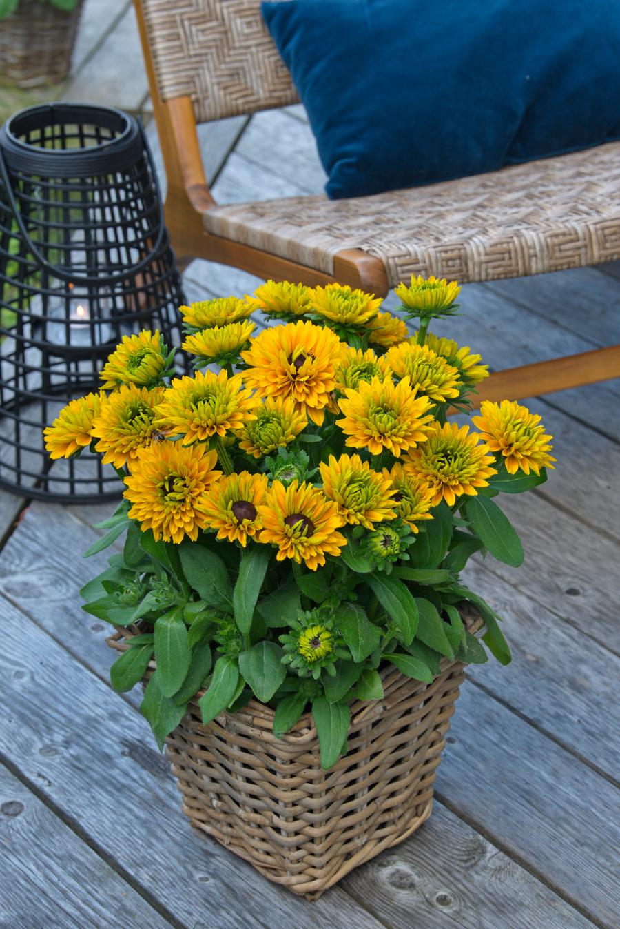 Rudbeckia hirta 'Sunbeckia® Isabella'