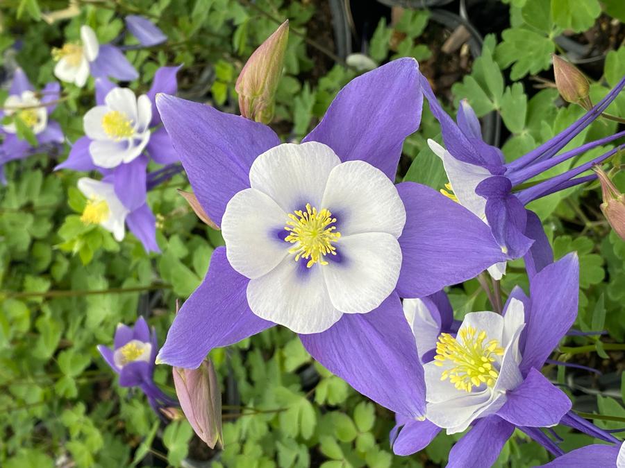 Aquilegia 'Swan Blue and White'