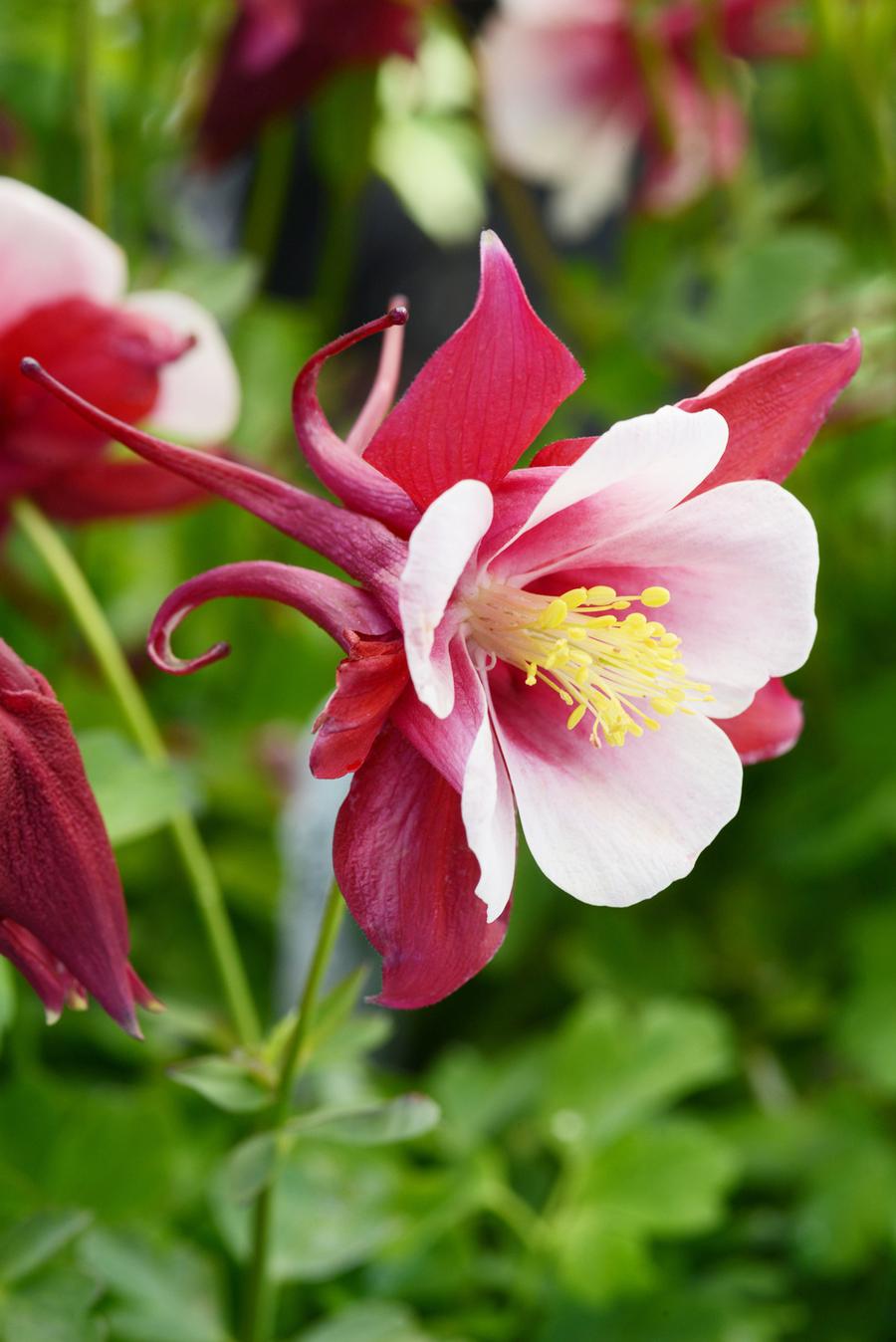 Aquilegia 'Swan Red and White'