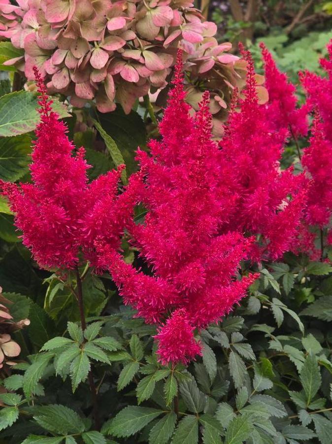 Astilbe 'Music™ Red Drumset'