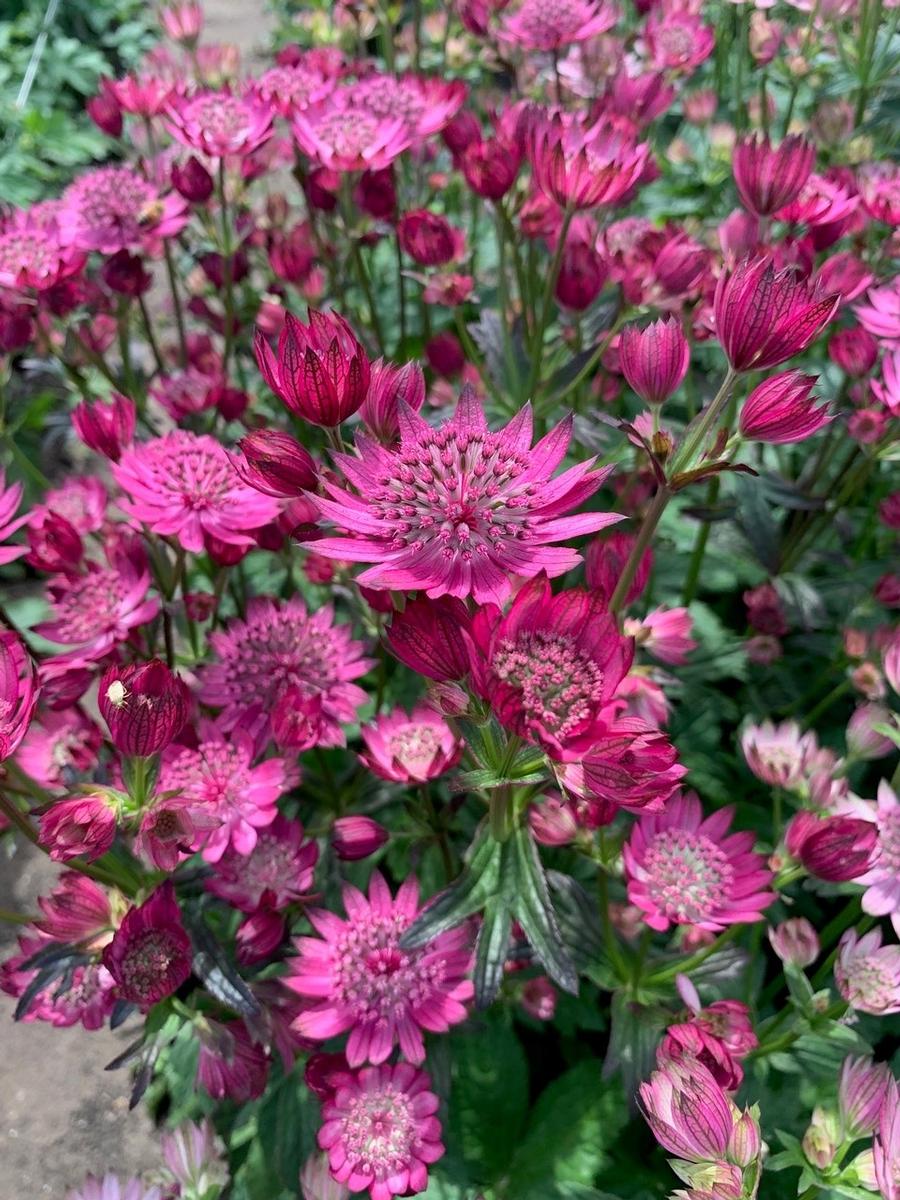 Astrantia major 'Cerise Button'