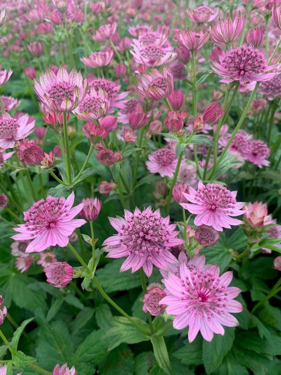 Astrantia major 'Pink Button'