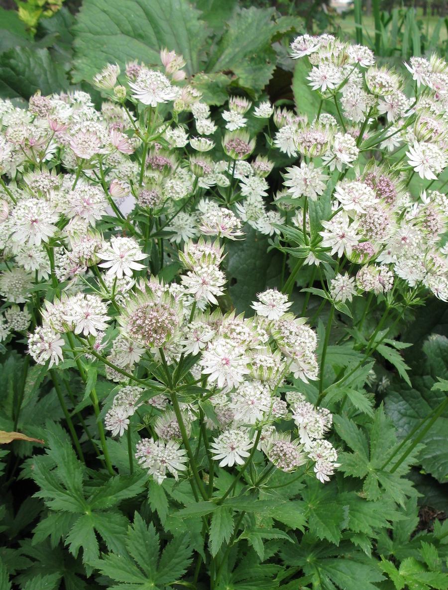 Astrantia major 'Sparkling Stars White'