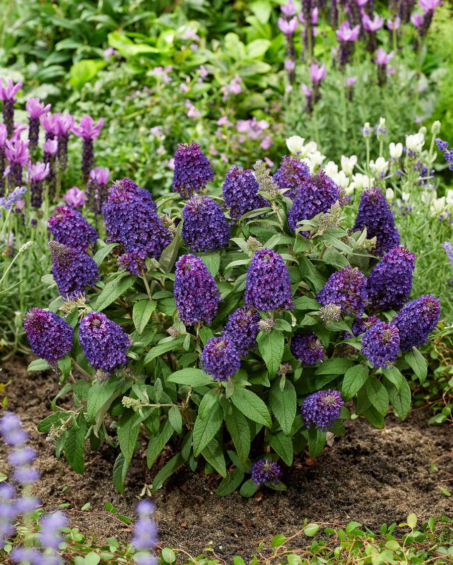 Buddleia 'Little Rockstars Purple'