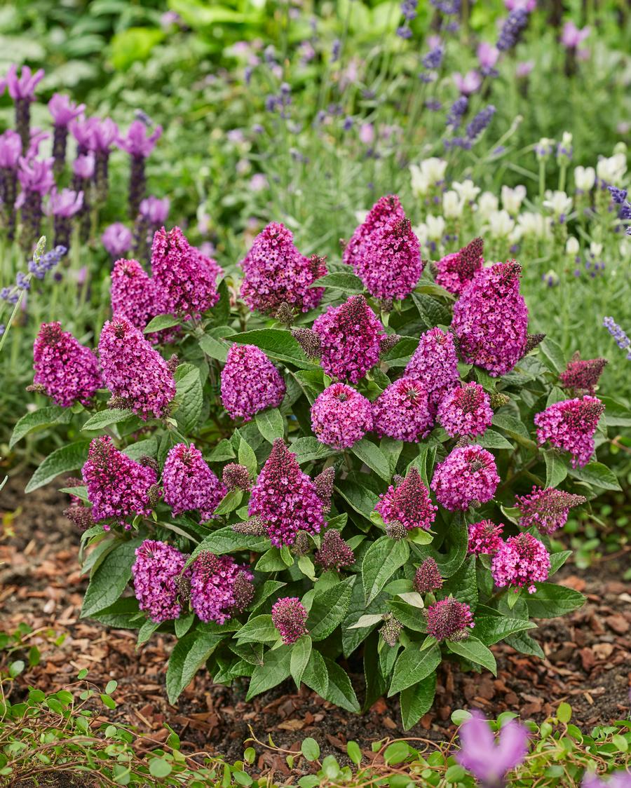 Buddleia 'Little Rockstars Red'