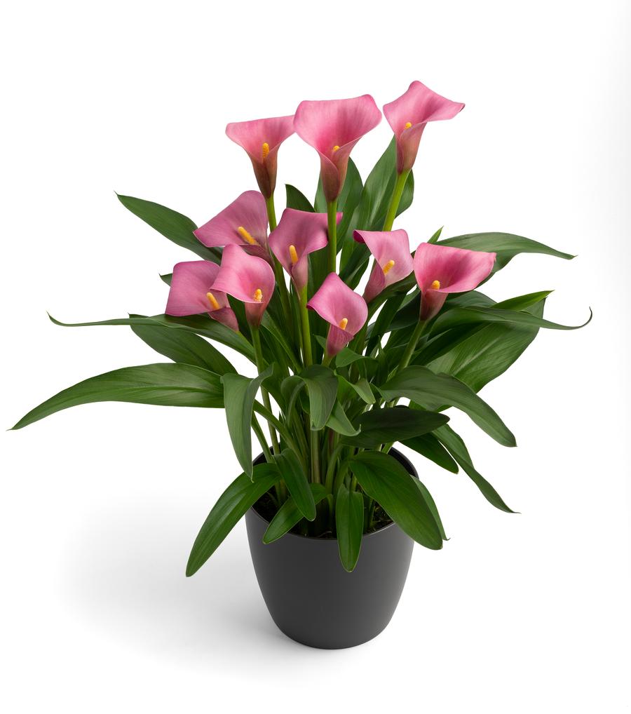 Calla 'Pink Pop'